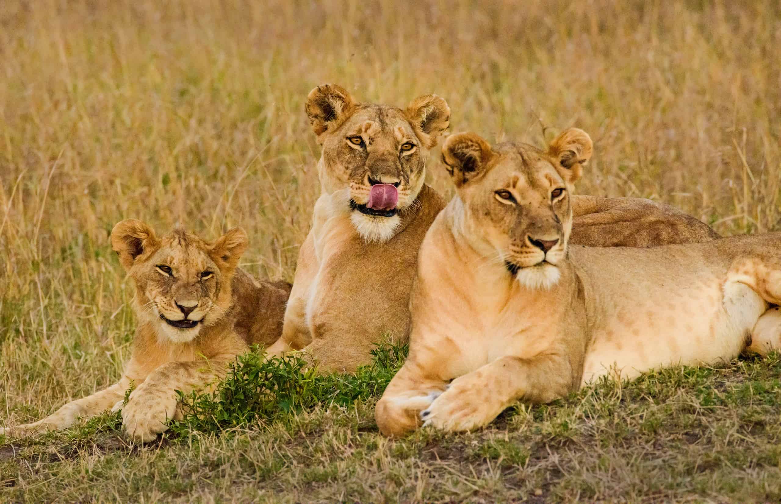 Smiling Lions in Masai Mara, Kenya