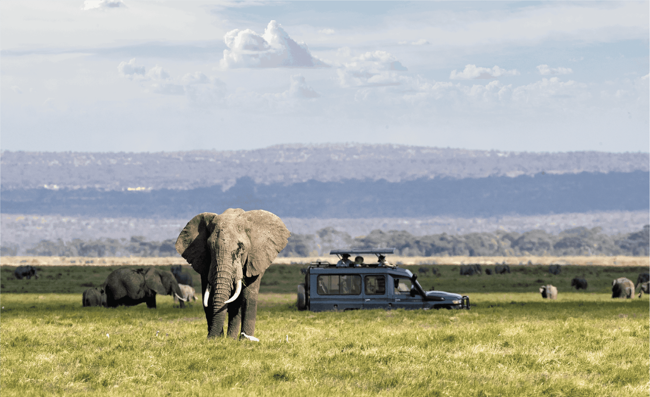 elephant kenya