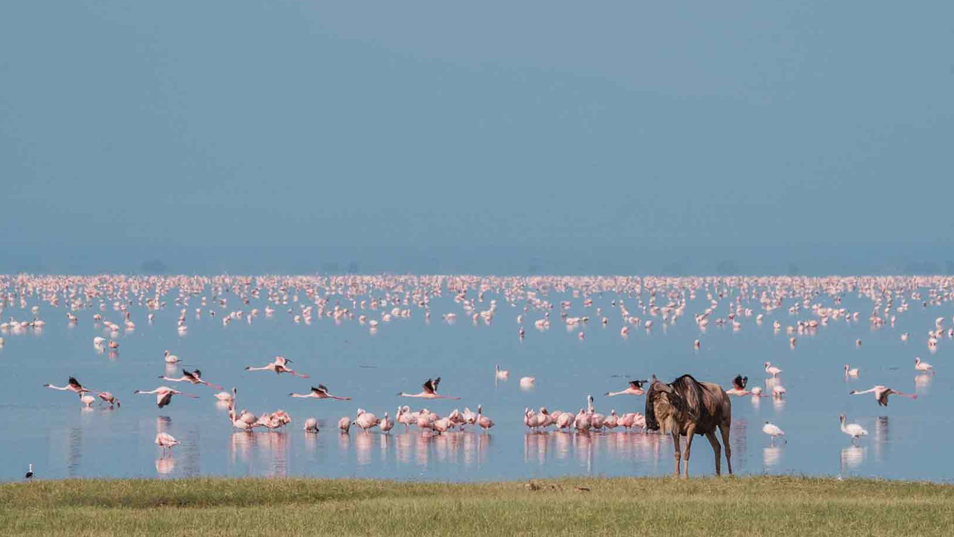 Manyara National Park