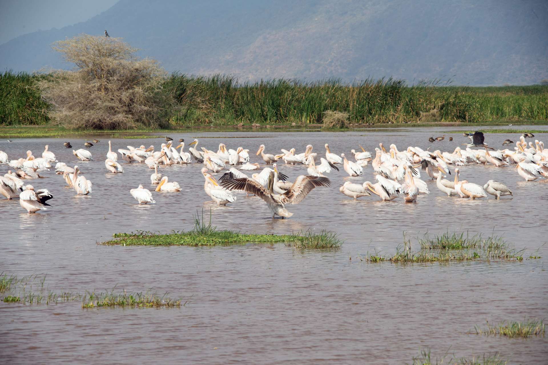 Lake-Manyara1
