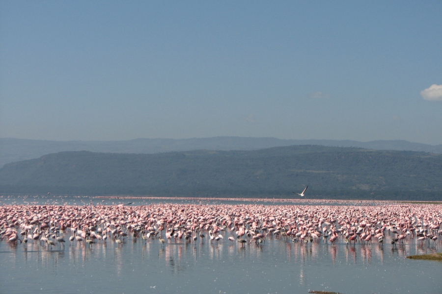 Manyara1