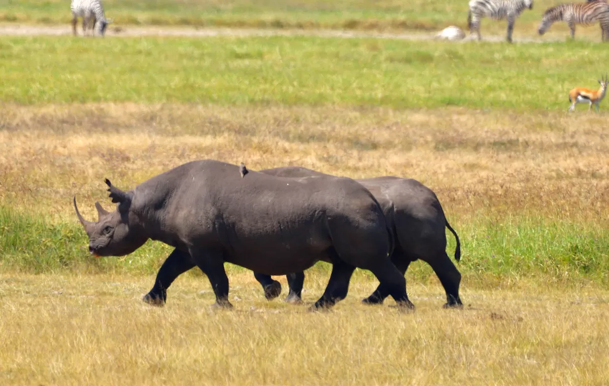 Ngorongoro