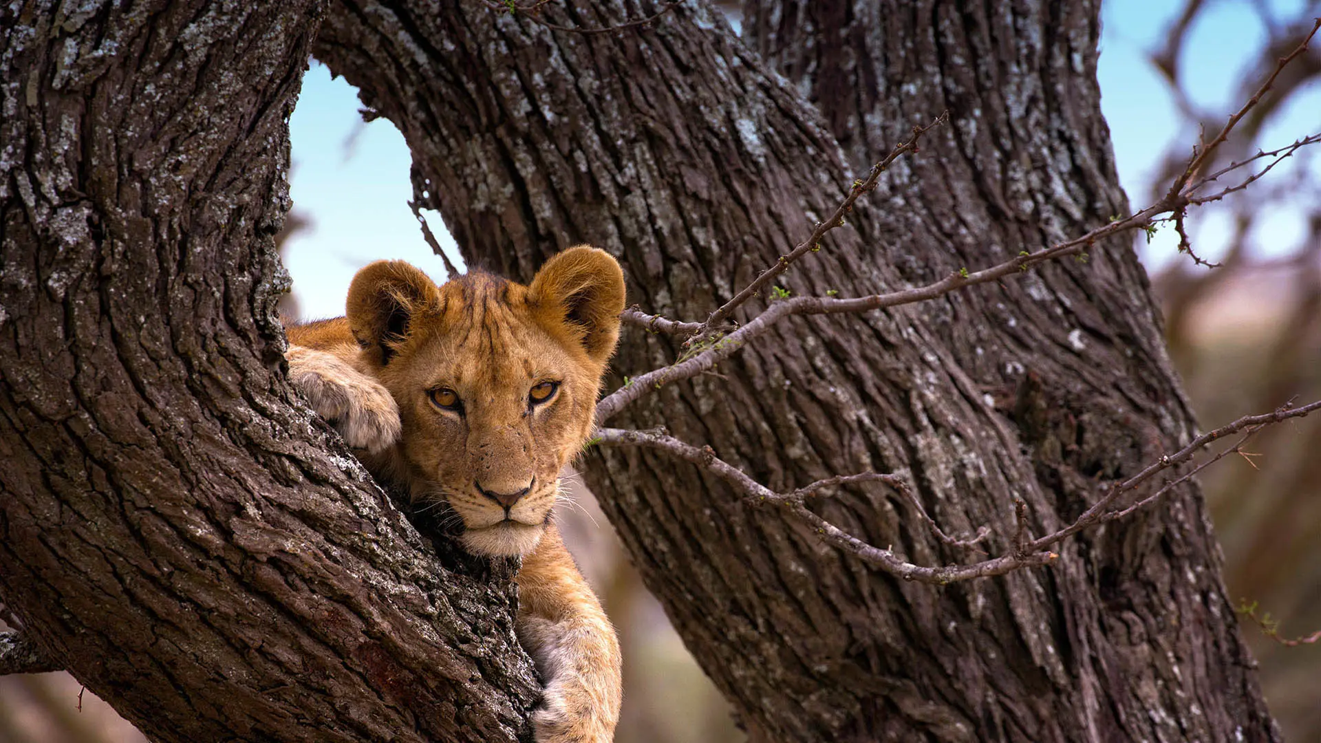 Serengeti-Parks-With