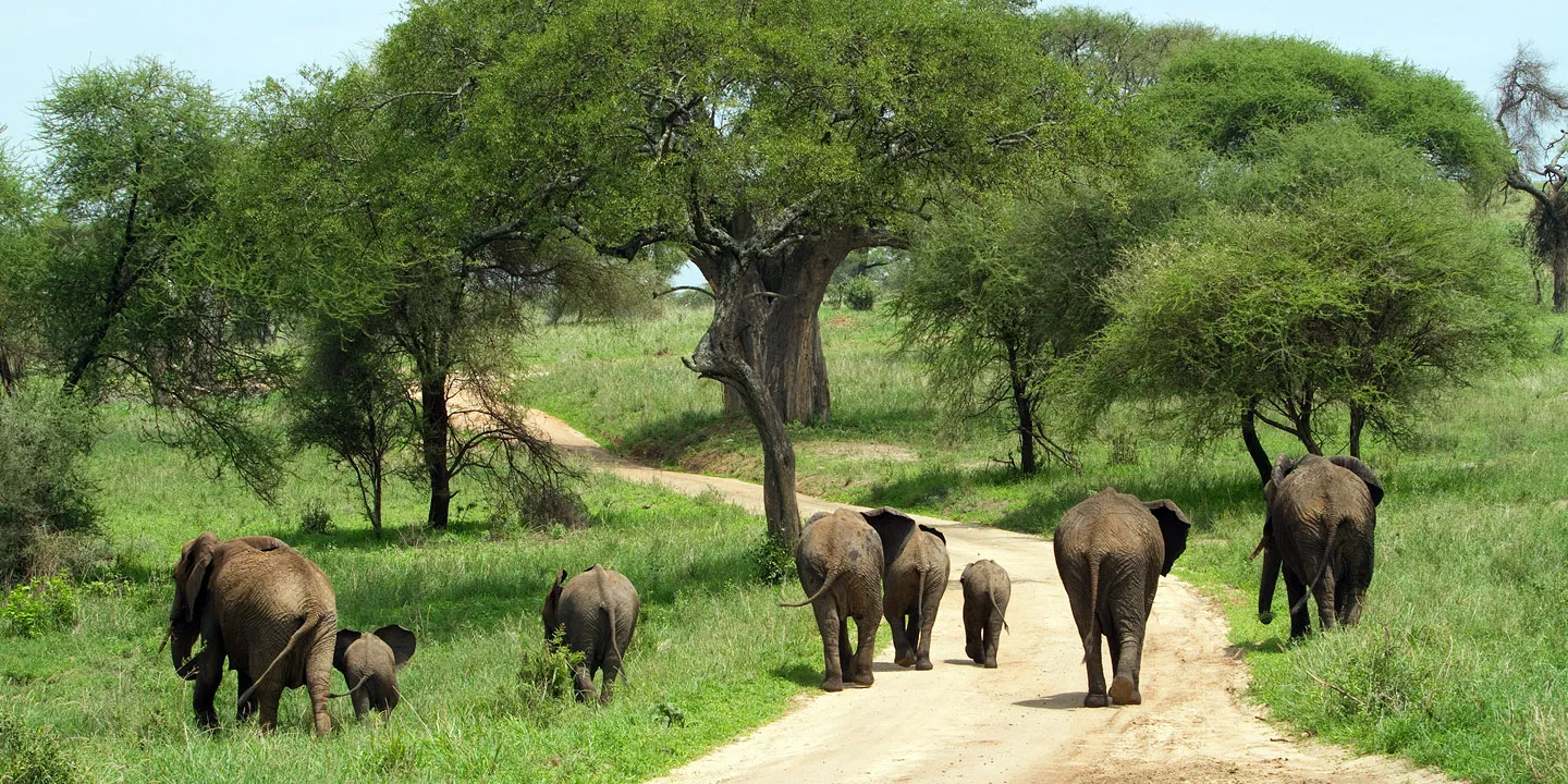 Tarangire-Day
