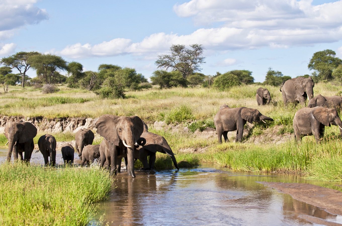 Tarangire1