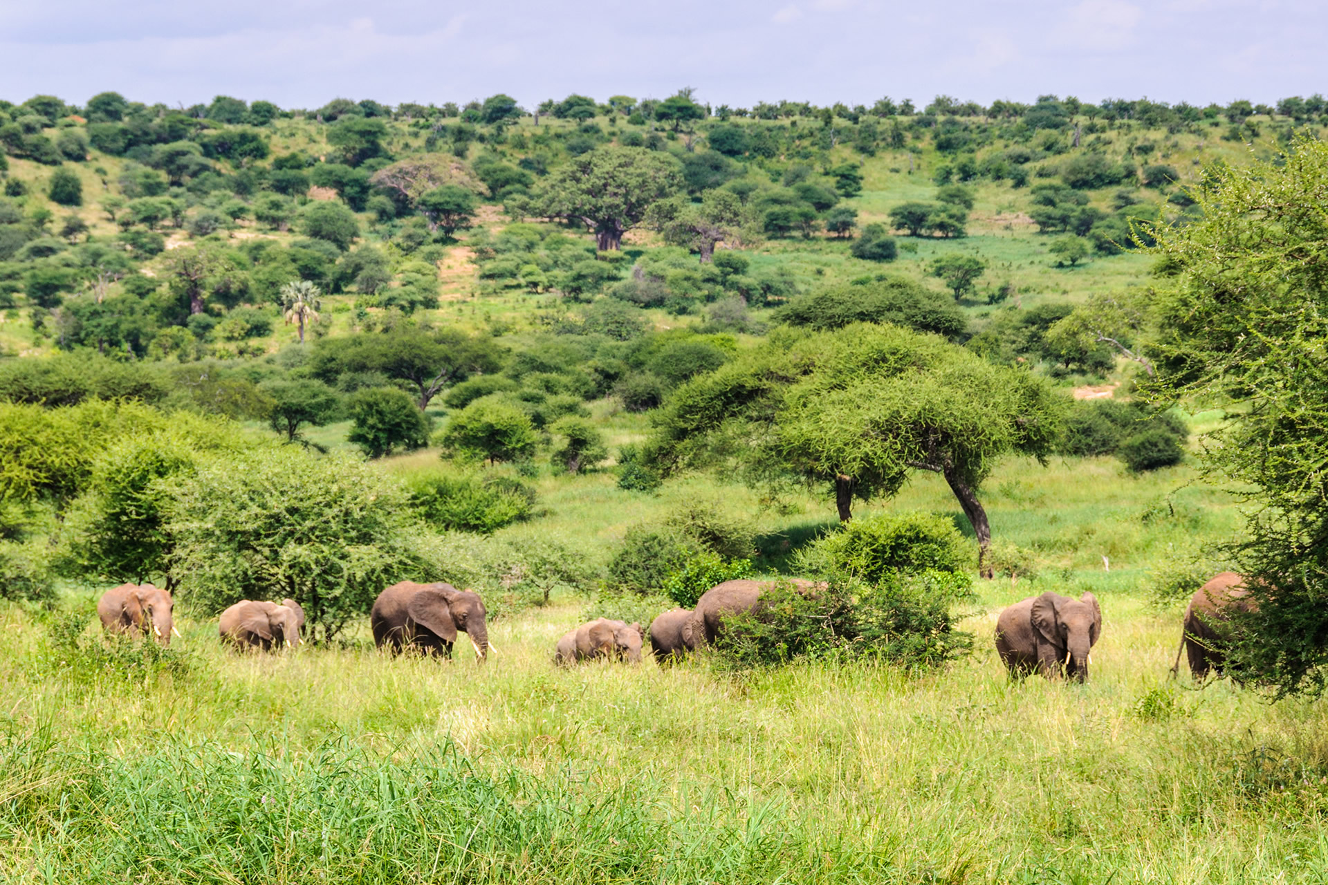 tarangire_