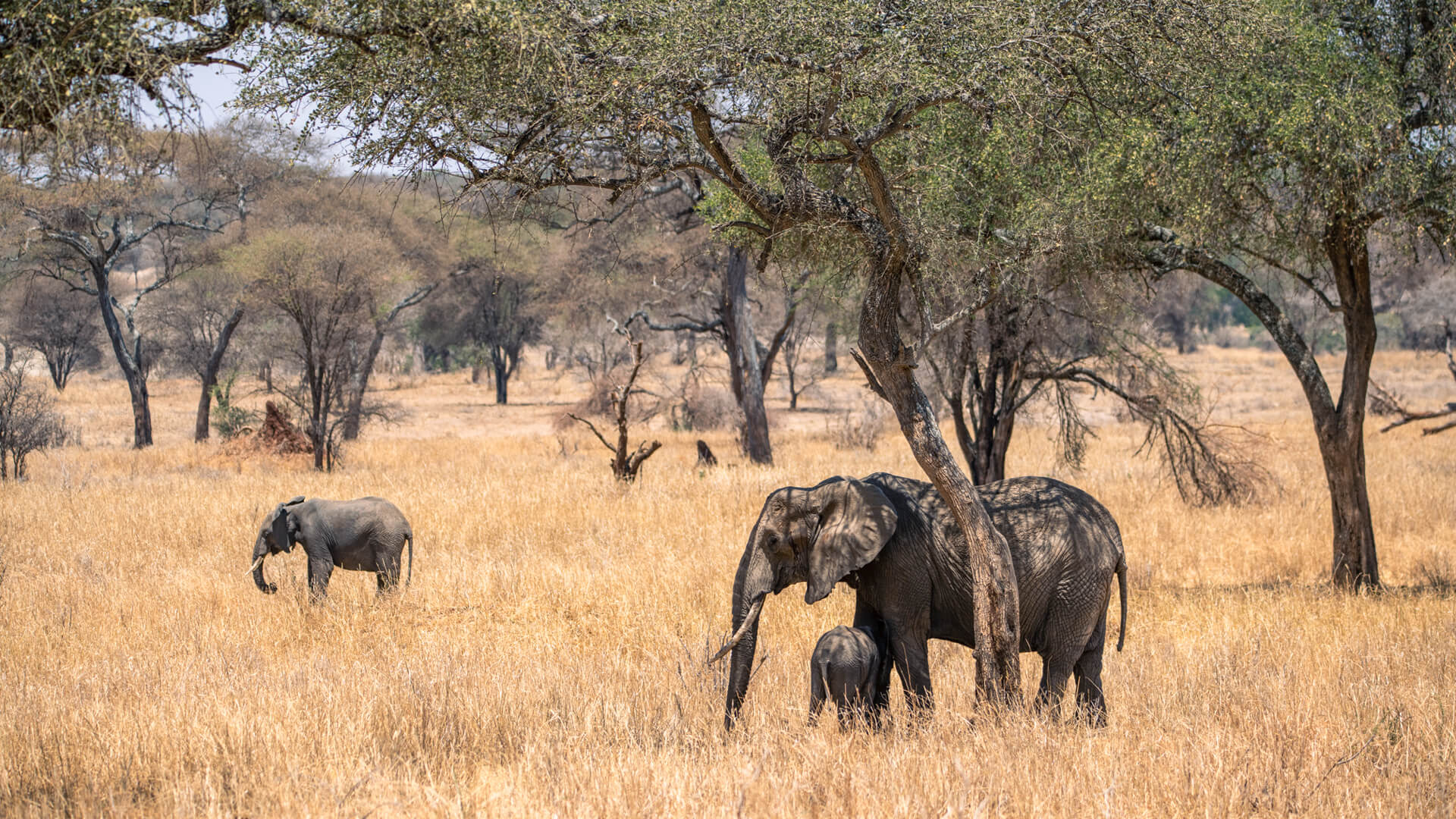 Tarangire-Tanzania